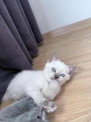 BLUE POİNT DİŞİ YAVRU KEDİM