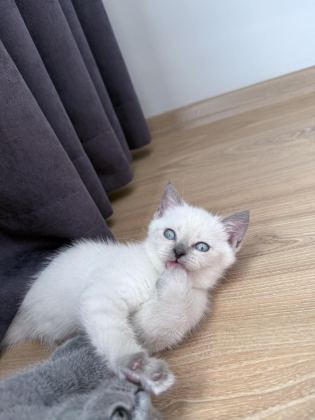 BLUE POİNT DİŞİ YAVRU KEDİM
