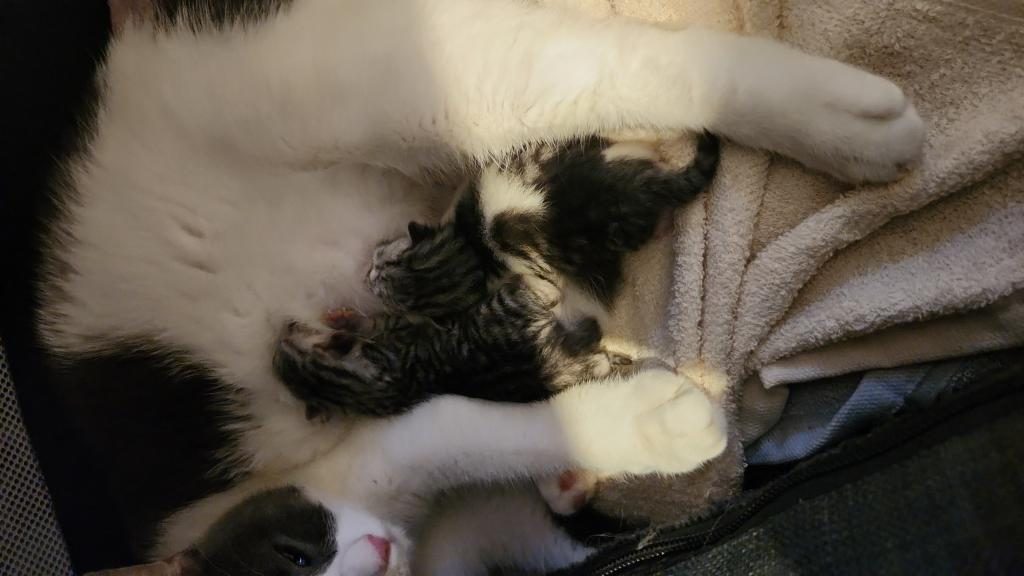 ÜCRETSİZ YAVRU KEDİLERİ SAHİPLENDİRME