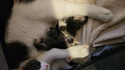 ÜCRETSİZ YAVRU KEDİLERİ SAHİPLENDİRME