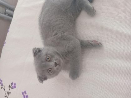 2 AYLIK YAVRU KEDİMİZ SAHİPLENDİRİYORUZ