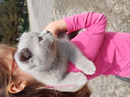 YAVRU KEDİMİZ