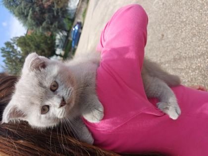 YAVRU KEDİMİZ