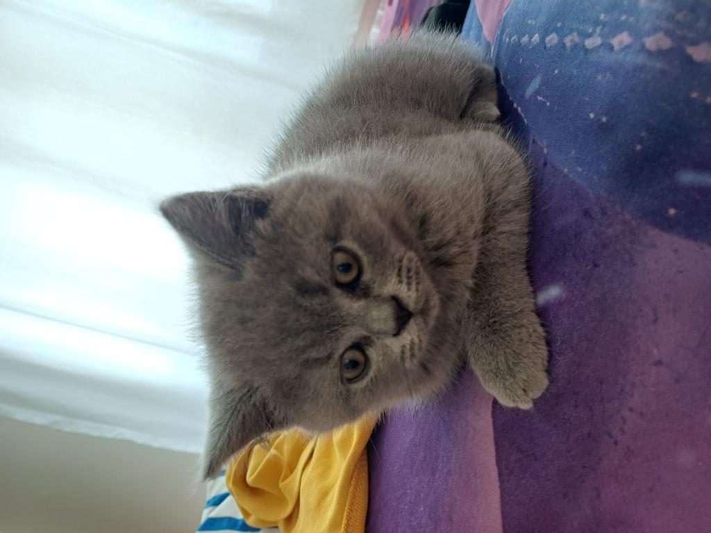 YAVRU KEDİMİZ