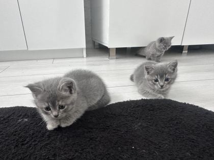 2 AYLIK BRİTİSH SHORTHAİR YAVRULAR YENİ YUVALARINA HAZIR