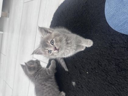 2 AYLIK BRİTİSH SHORTHAİR YAVRULAR YENİ YUVALARINA HAZIR