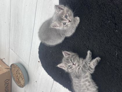 2 AYLIK BRİTİSH SHORTHAİR YAVRULAR YENİ YUVALARINA HAZIR