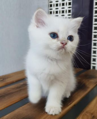 BRİTİSH SHORTHAİR NY12 33 ERKEK