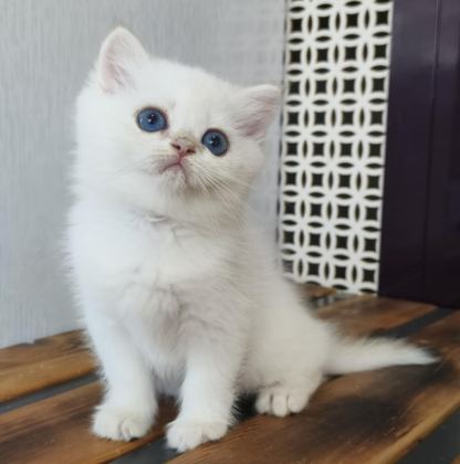 BRİTİSH SHORTHAİR NY12 33 ERKEK