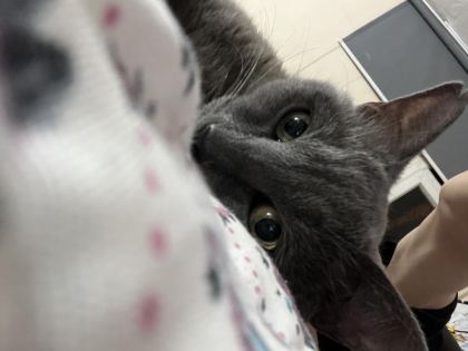 1 YAŞINDA KISIR KEDİMİZ TUVALET EĞİTİMİ VAR