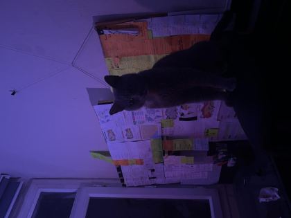 1 YAŞINDA KISIR KEDİMİZ TUVALET EĞİTİMİ VAR