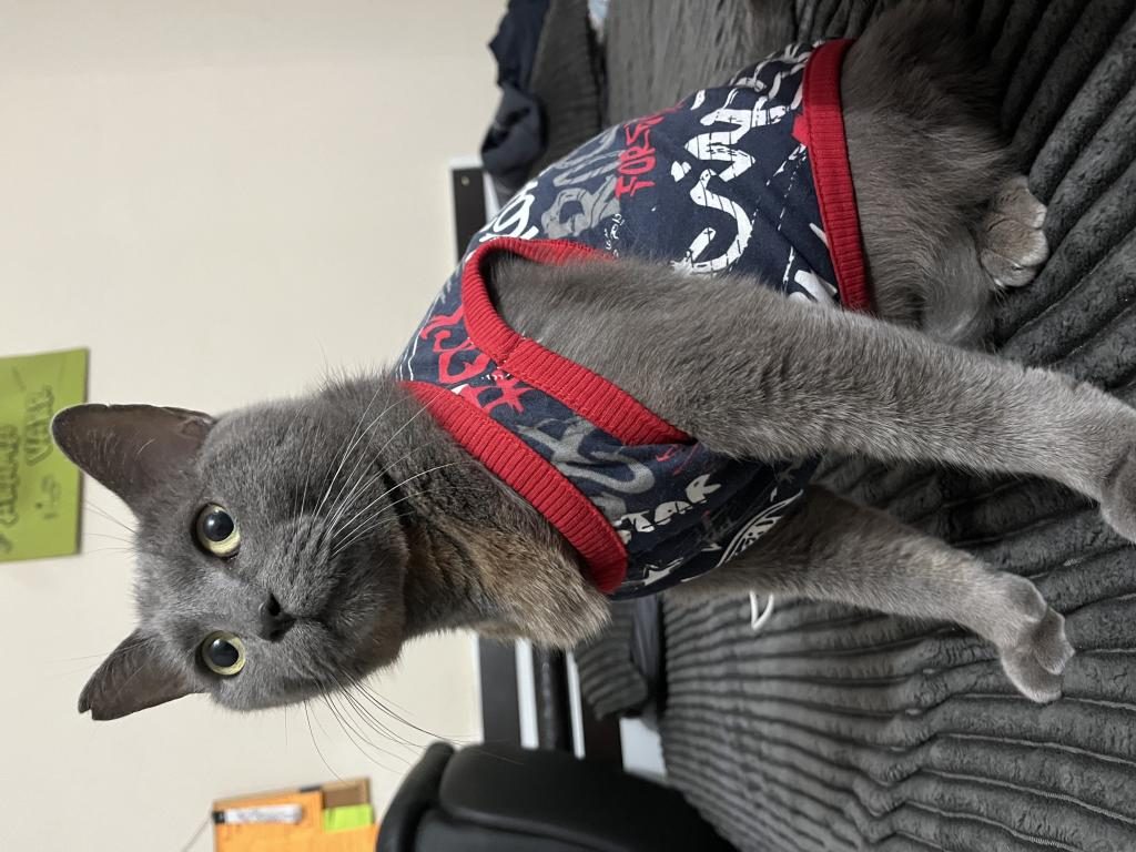 1 YAŞINDA KISIR KEDİMİZ TUVALET EĞİTİMİ VAR