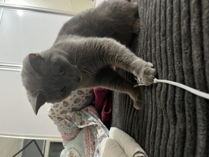 1 YAŞINDA KISIR KEDİMİZ TUVALET EĞİTİMİ VAR