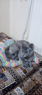 SAKİN SEVGİ DOLU MAVİ RUS KEDİSİ