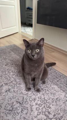 4 YAŞINDA GRİ ERKEK KISIR KEDİMİZ