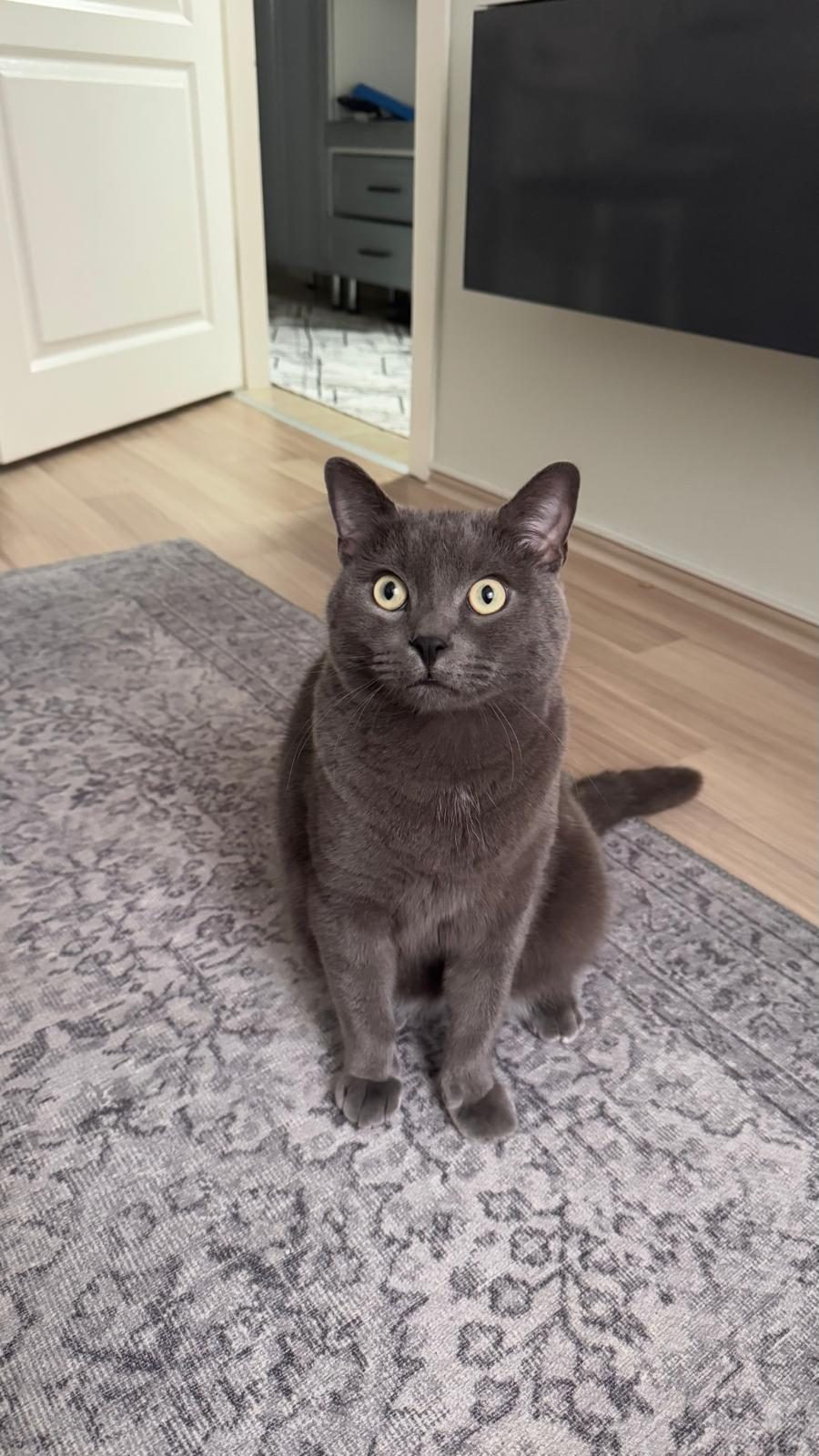 4 YAŞINDA GRİ ERKEK KISIR KEDİMİZ