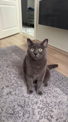 4 YAŞINDA GRİ ERKEK KISIR KEDİMİZ