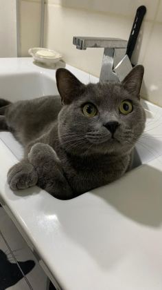 4 YAŞINDA GRİ ERKEK KISIR KEDİMİZ