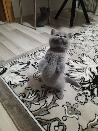 45 GÜNLÜK YAVRU DİŞİ VE ERKEK KEDİMİZ