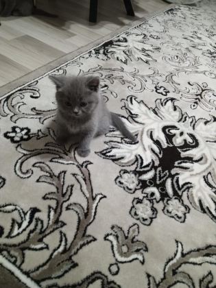 45 GÜNLÜK YAVRU DİŞİ VE ERKEK KEDİMİZ