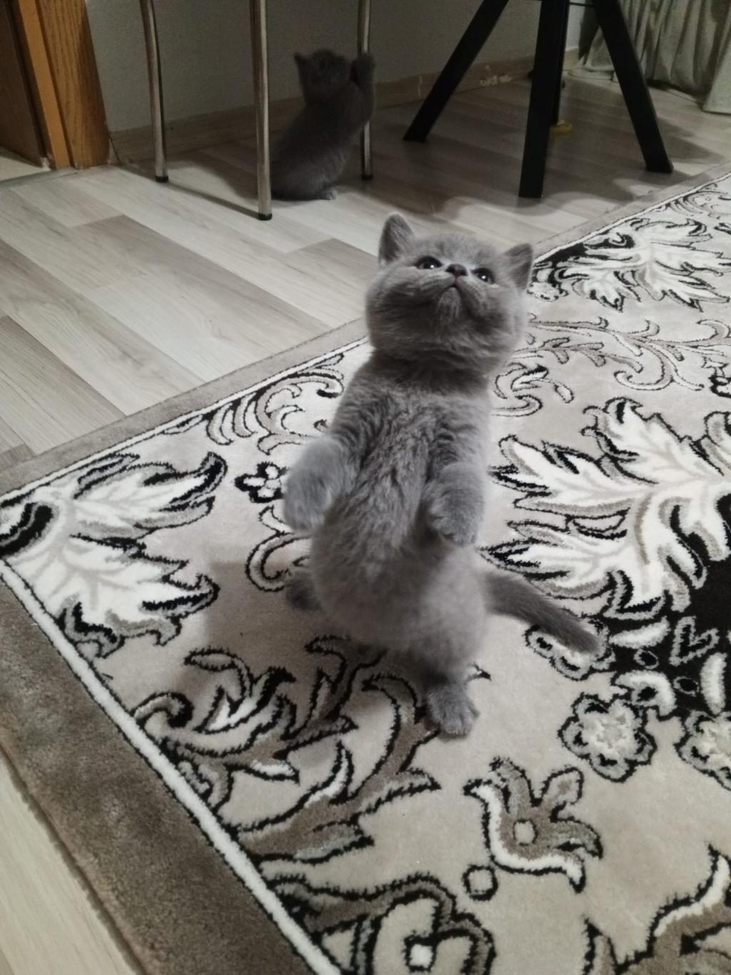 45 GÜNLÜK YAVRU DİŞİ VE ERKEK KEDİMİZ