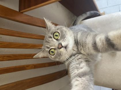 KEDİ RUSSİAN BLUE