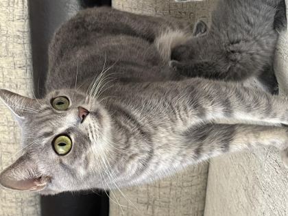 KEDİ RUSSİAN BLUE