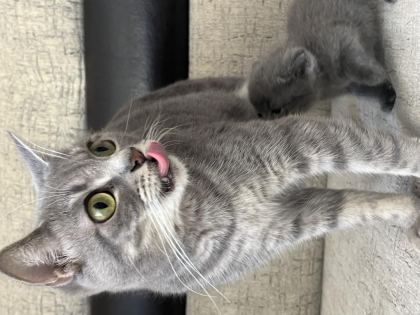KEDİ RUSSİAN BLUE