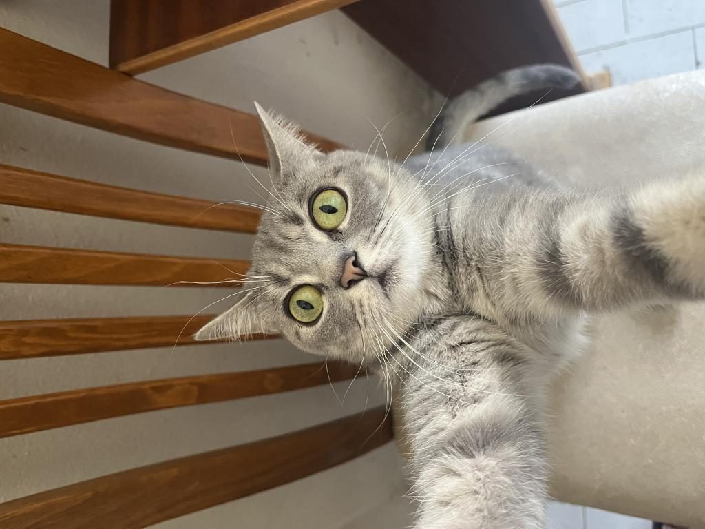 KEDİ RUSSİAN BLUE