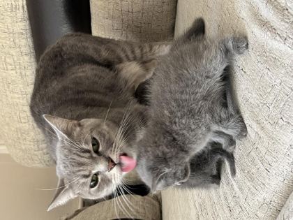 KEDİ RUSSİAN BLUE