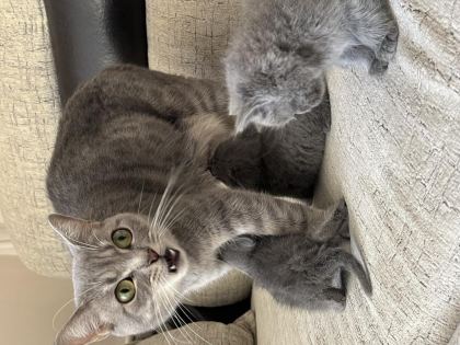 KEDİ RUSSİAN BLUE
