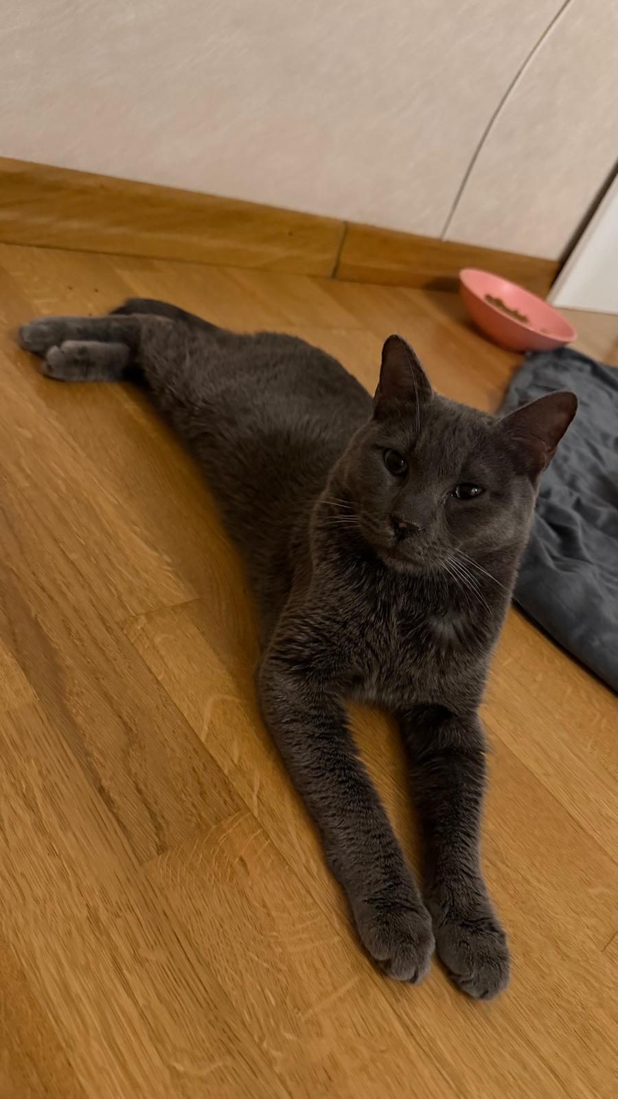 OYUNCU BİR GÜZELLİK KEDİMİZ