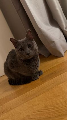 OYUNCU BİR GÜZELLİK KEDİMİZ