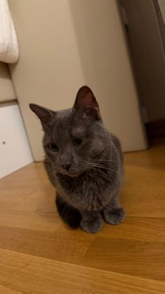 OYUNCU BİR GÜZELLİK KEDİMİZ