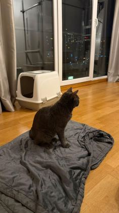 OYUNCU BİR GÜZELLİK KEDİMİZ
