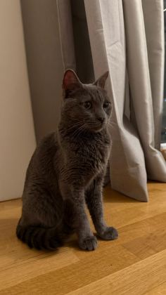 OYUNCU BİR GÜZELLİK KEDİMİZ