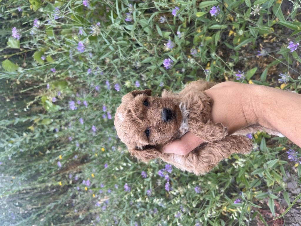 TOY POODLE YAVRULARIMIZ İÇİN ULAŞIN