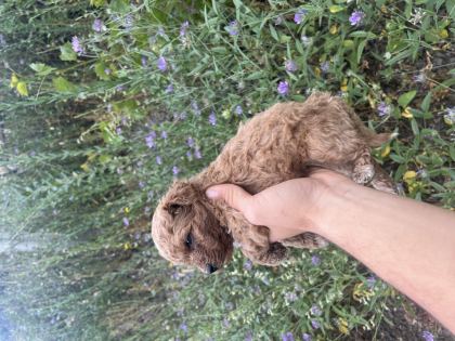TOY POODLE YAVRULARIMIZ İÇİN ULAŞIN