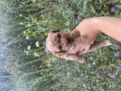 TOY POODLE YAVRULARIMIZ İÇİN ULAŞIN