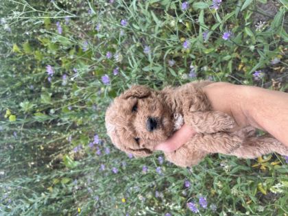 TOY POODLE YAVRULARIMIZ İÇİN ULAŞIN