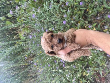 TOY POODLE YAVRULARIMIZ İÇİN ULAŞIN