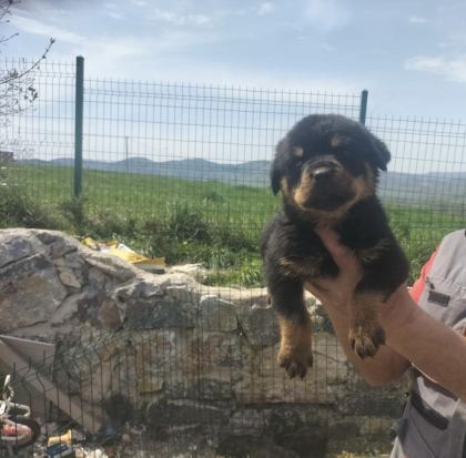 ROTTWEİLER YAVRULARIMIZ