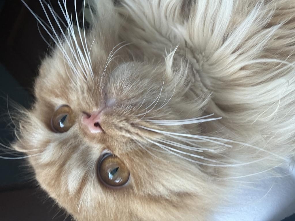 ÇİFTLEŞTİRME ERKEK KEDİM