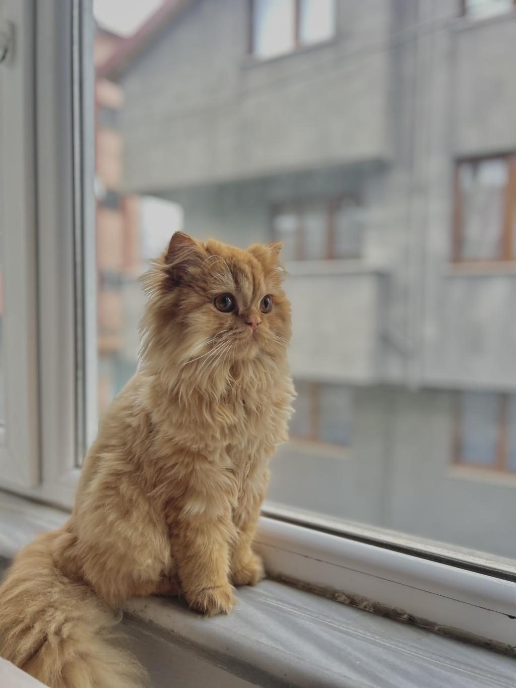 ÇİFTLEŞTİRME ERKEK KEDİM
