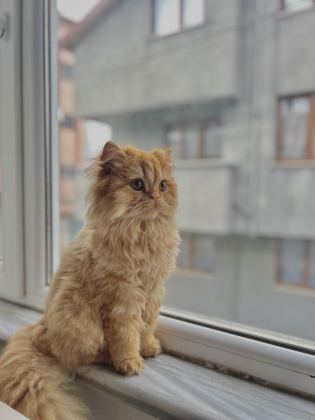 ÇİFTLEŞTİRME ERKEK KEDİM