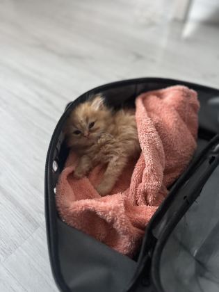 ÇİFTLEŞTİRME ERKEK KEDİM