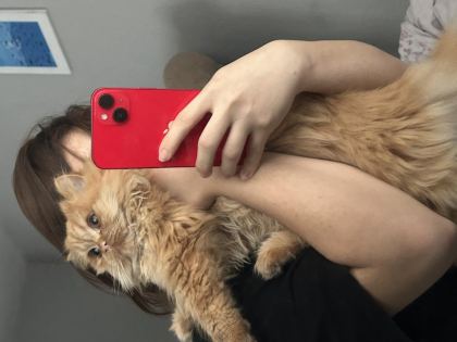 ÇİFTLEŞTİRME ERKEK KEDİM