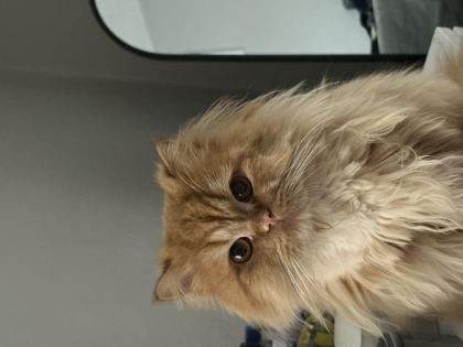 ÇİFTLEŞTİRME ERKEK KEDİM