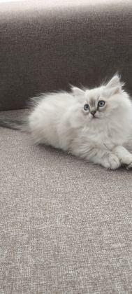 PAMUK GİBİ CHİNCHİLLA YAVRUM