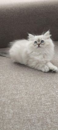 PAMUK GİBİ CHİNCHİLLA YAVRUM